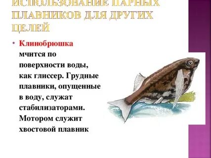 Приспособления костных рыб