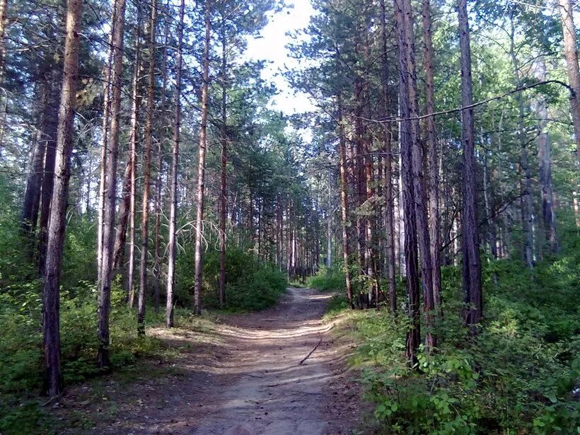 Шагай за лес. Уральская Тайга просека. Тверь Тайга. Просеки в тайге. Усинск лес.