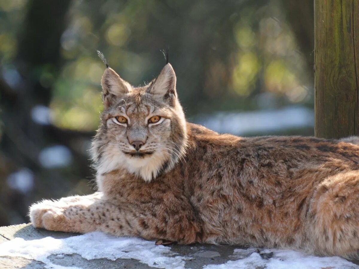 Скажи рысь. Беловежская пуща Рысь. Рысь Линкс. Обыкновенная Рысь Lynx Lynx. Туркестанская Рысь.