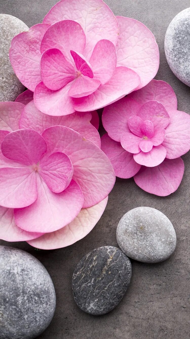 Pink stones. Цветы на камнях. Крупные цветы. Розовые цветы. Каменный цветок.