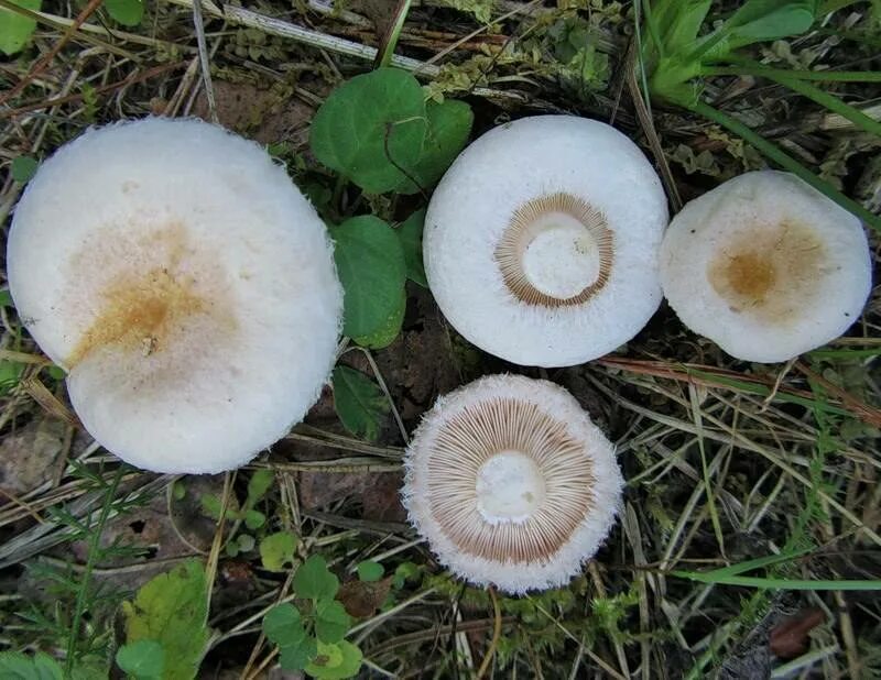 Волнушка белая lactarius pubescens. Гриб волнушка белая. Волнушка белая lactarius pubescens. Волнушка белянка. Млечник шиповатый.