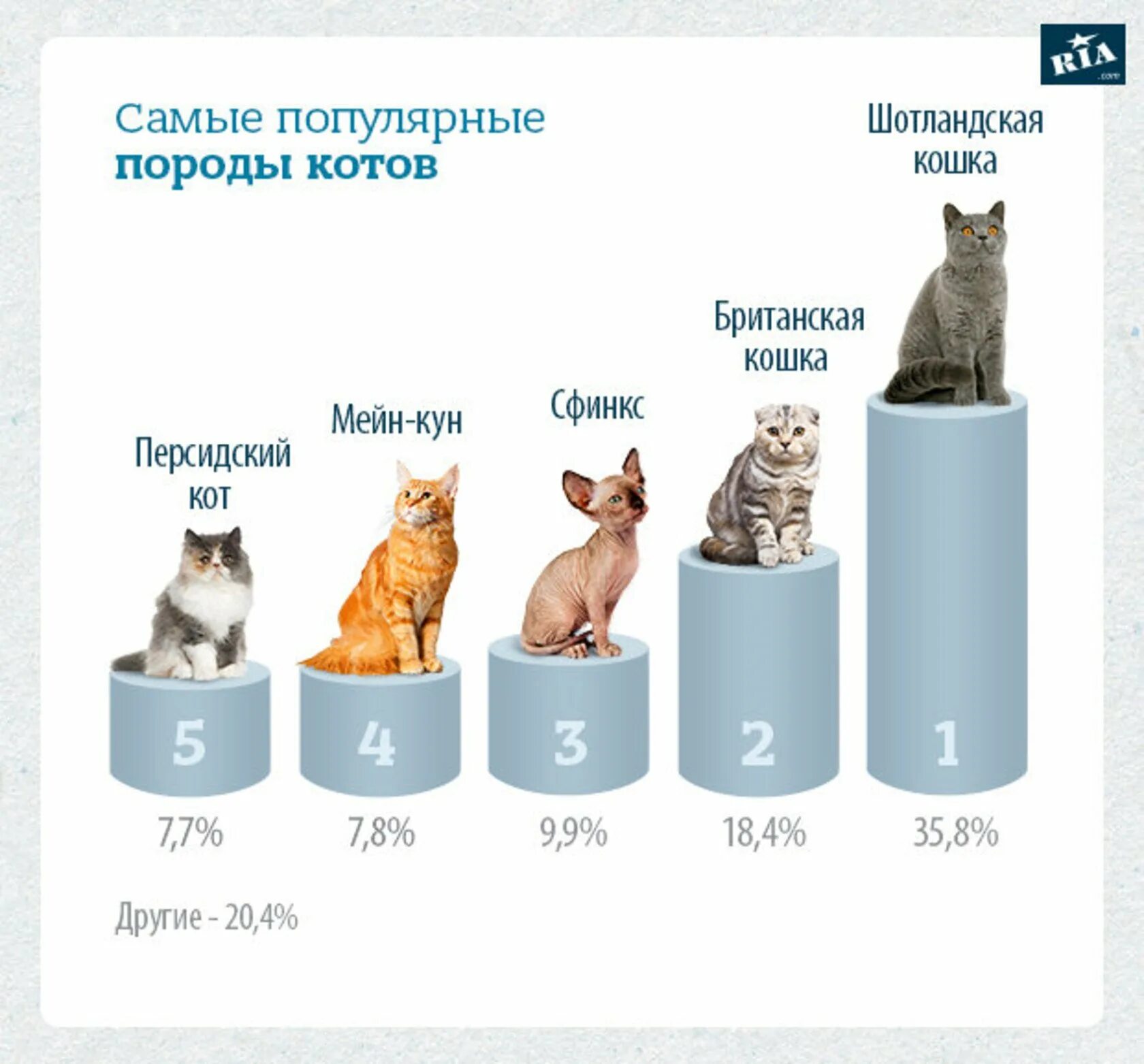 Статистика котов. Самые популярные котики. Популярные породы кошек. Самые распространенные домашние животные. Самые популярные породы домашних кошек.