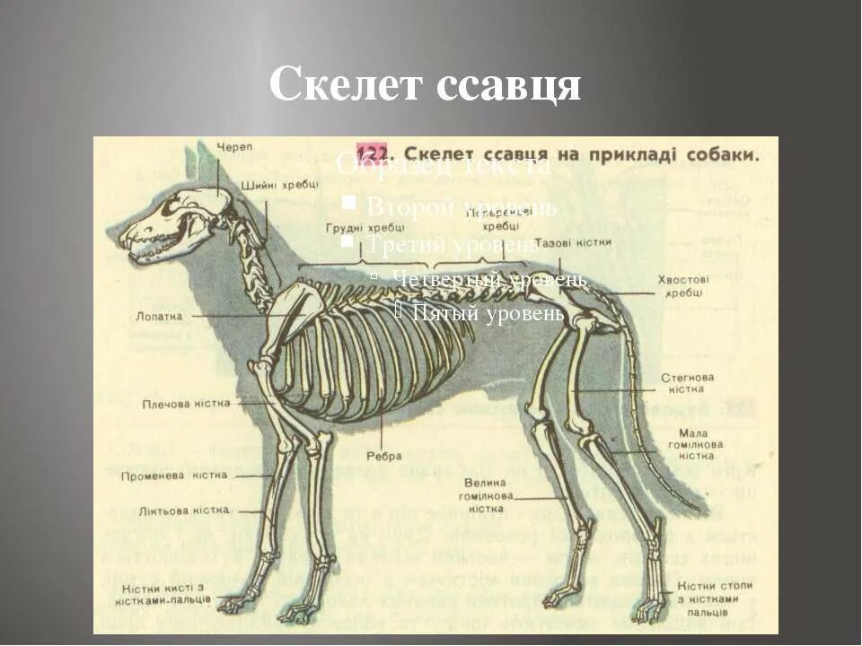 Какая опорно двигательная система у млекопитающих. Строение скелета млекопитающих на примере собаки. Скелет собаки строение овчарки. Внутреннее строение собаки скелет. Опорно двигательная система скелет собаки.