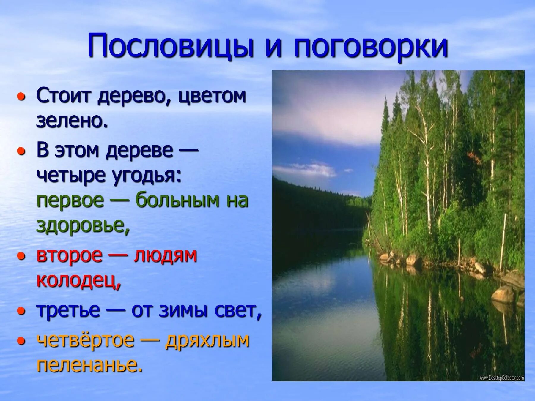 Пословица дерево живет. Пословицы и поговорки о деревьях. Пословицы и поговорки про деревья для детей. Пословицы и поговорки о природе. Пословицы и поговорки о лесе.