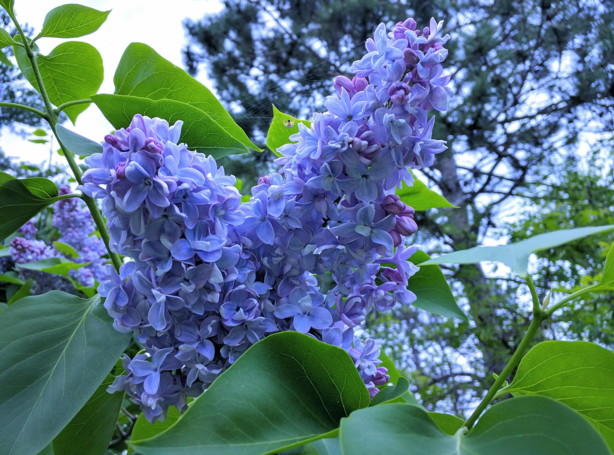 Сирень Syringa vulgaris. Сирень Блю Дануб. Сирень обыкновенная "Лазурная".