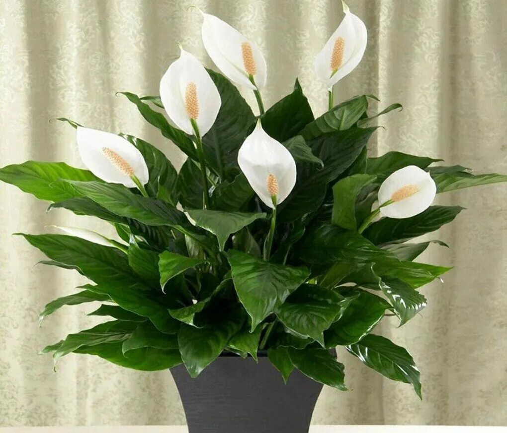 Спатифиллум. Спатифиллум (Spathiphyllum). Спатифиллум (Peace Lily). В какой горшок сажать женское счастье