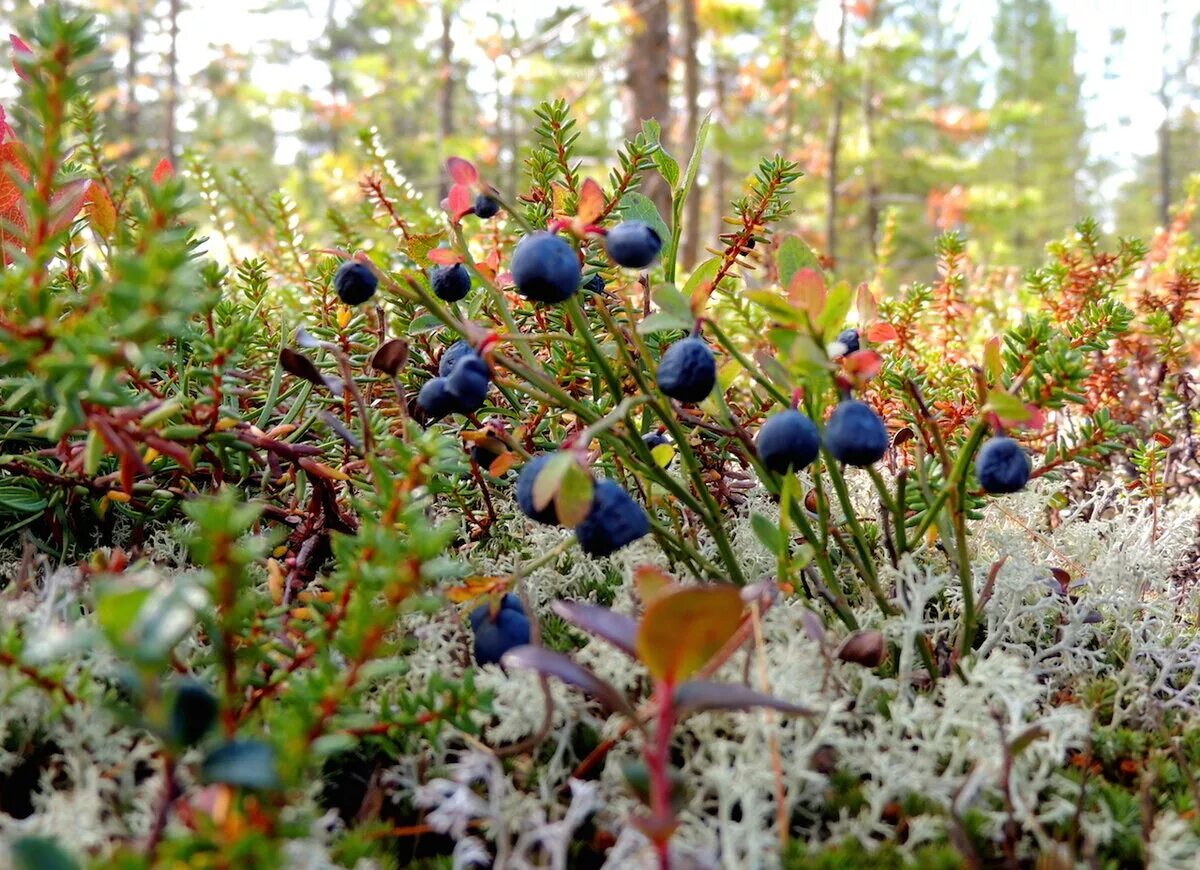 ягель, морошка, брусника. ягель арктических пустынь россии. растения тундры тайги. плато путорана лишайниковая тундра. болотный лес с брусникой.
