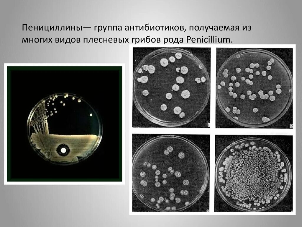 Пенициллин использование