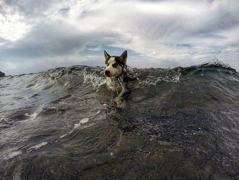 Хаски плавает. Собака на море. National Geographic собака.