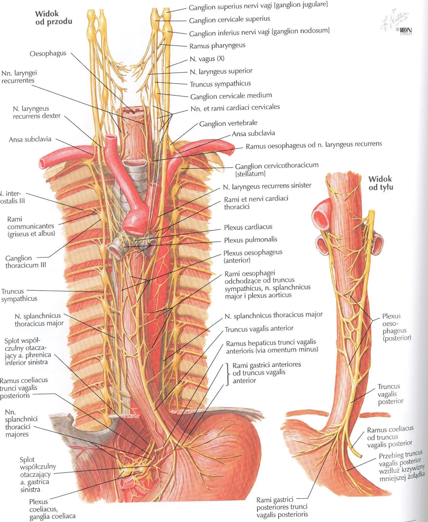Правый блуждающий нерв. Пищевод анатомия Неттер. Блуждающий нерв анатомия грудной отдел. Топографическая анатомия пищевода блуждающий нерв. Блуждающий нерв Неттер.