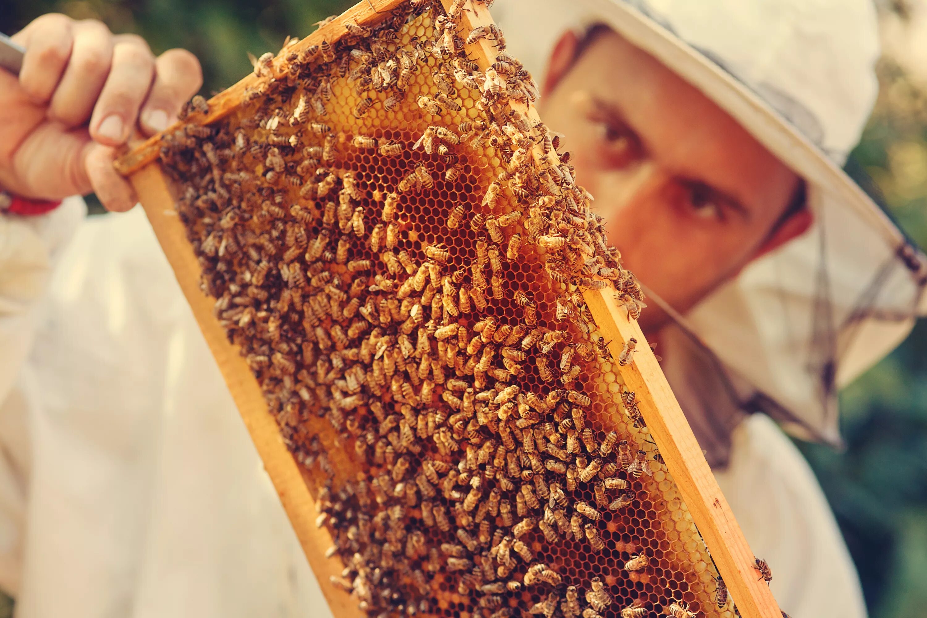 Пчеловодство мед. Пчелы и Пчеловодство. Человек пчела. Сбор меда на пасеке. Когда собирают мед