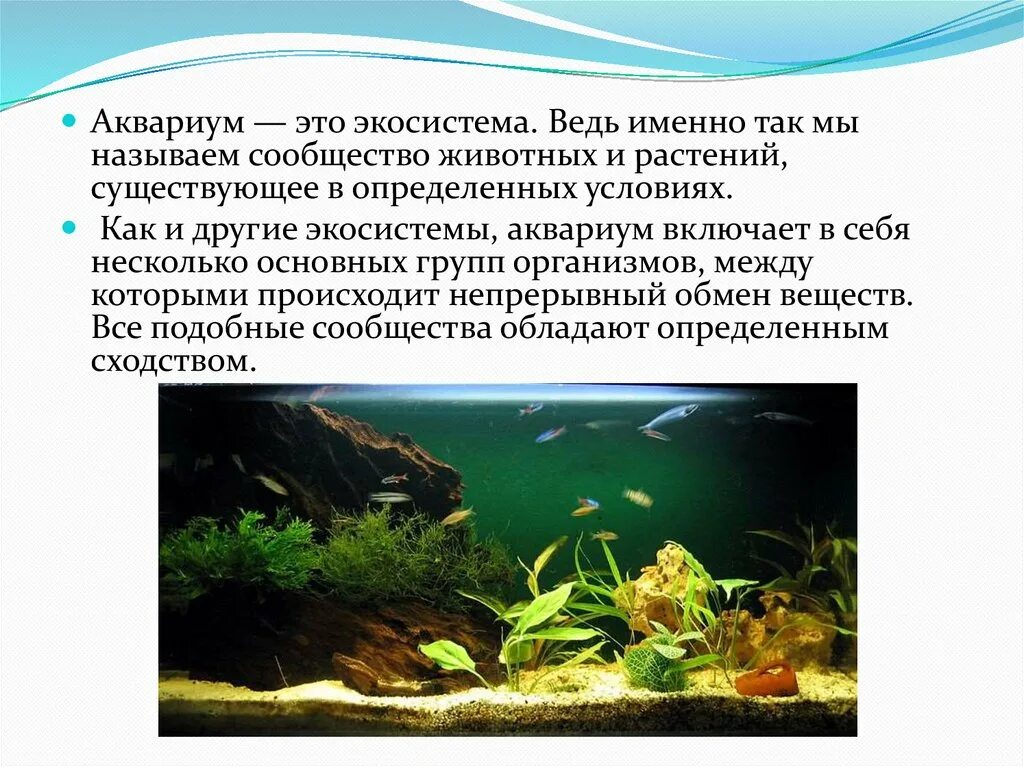 Для каких целей человек создает аквариум. Экосистема аквариума. Аквариум искусственная экосистема. Экко система аквариума. Аквариум модель экосистемы.