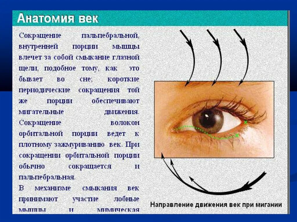 Век офтальмология. Анатомия века и глазной щели.