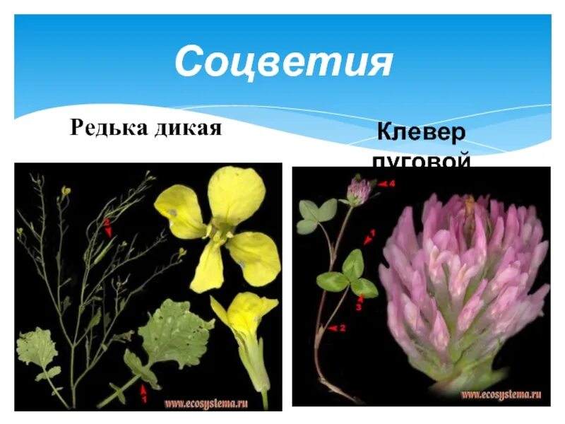 Формула дика. Редька Дикая соцветие. Редька Дикая Тип соцветия. Редька Дикая цветок и соцветие. Цветок и плод дикой редьки.