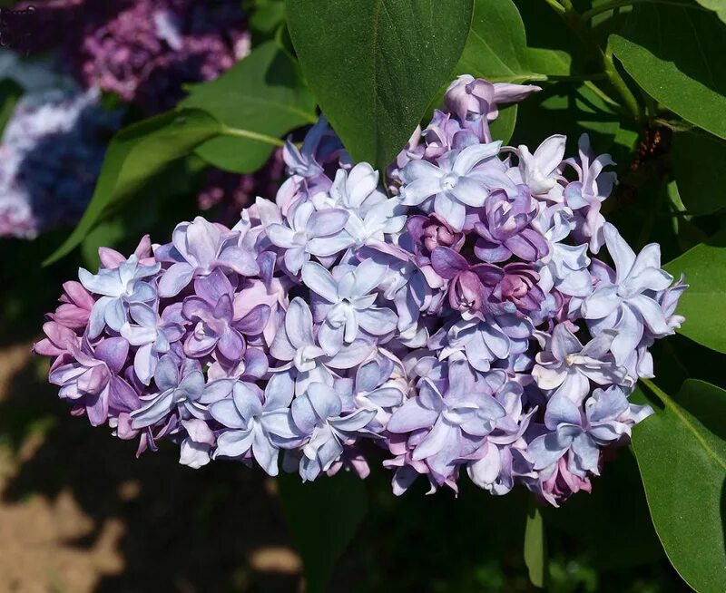 Название сирени сорта. Сирень Syringa vulgaris. Сирень обыкновенная Знамя Ленина. Сирень обыкновенная "Nadeshda.