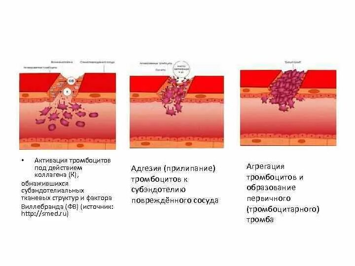 При повреждении сосудов тромбоциты. Фактор активации тромбоцитов. Активация агрегации тромбоцитов. Стадии активации тромбоцитов. Активация функции тромбоцитов.