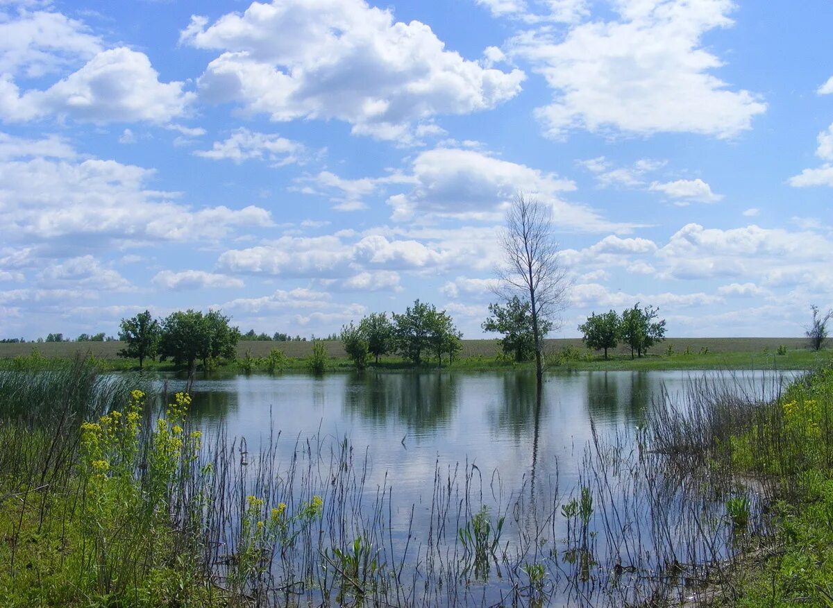 Водоемы в степи. Пруд в степи. Степные водоёмы. Пруд Степной Белгородская область. Суходол в природе.