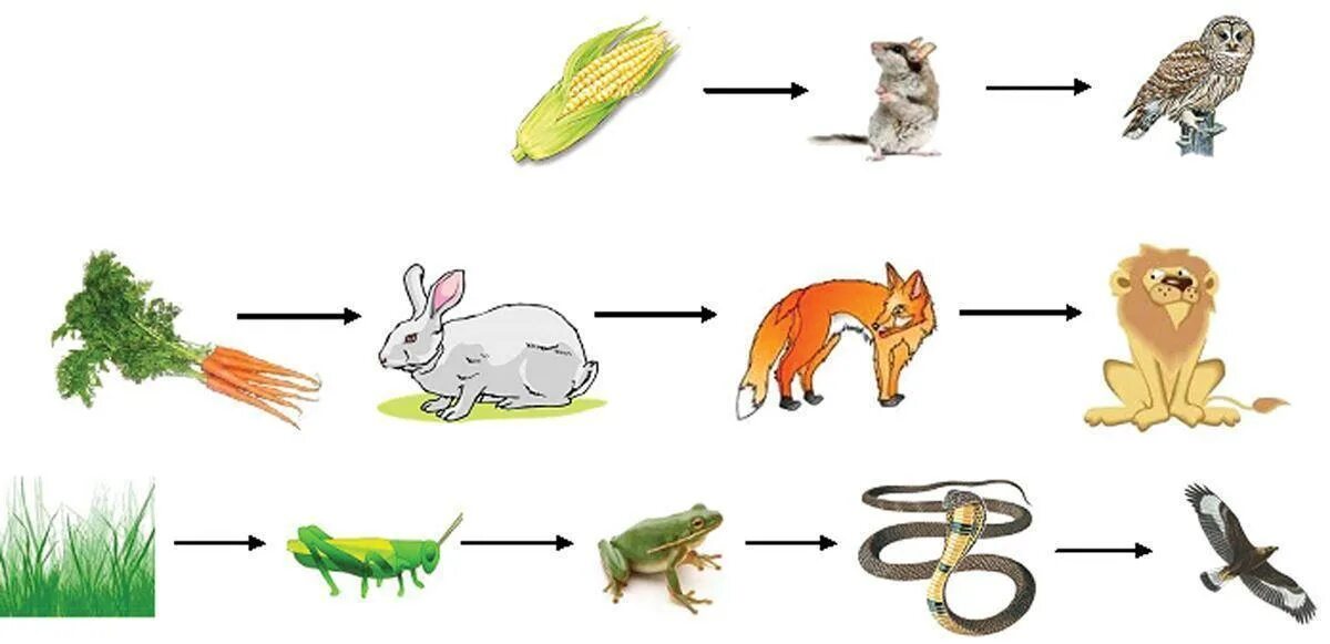 Установите последовательность звеньев цепей питания. Пищевая цепочка биология 6. Пищевые Цепочки 5 класс биология. Схема цепи питания животных. Цепь питания в тайге.