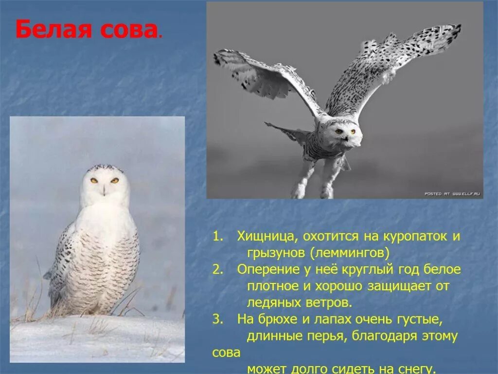 В какой зоне живет полярная сова. Информация о полярной сове. Белая Сова рассказ. Полярная Сова доклад. Совы Полярные.