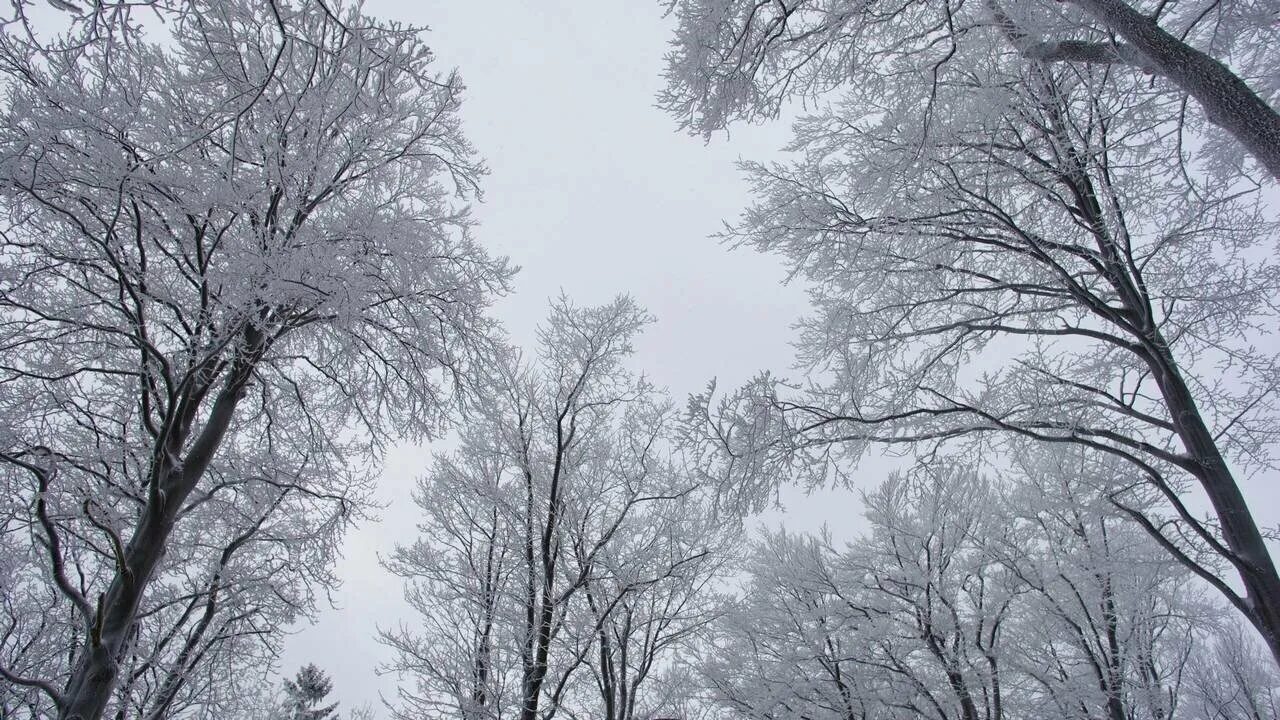 Верхушки деревьев зимой. Верхушки зимних деревьев. зима верхушки деревьев. зимние деревья сверху. дерево зимой вид сверху.