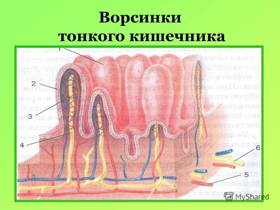 Строение ворсинки тонкой кишки анатомия. Строение ворсинки тонкой кишки. Тонкая кишка кишечная Ворсинка. Строение микроворсинки тонкого кишечника. Кишечные ворсинки характерны для