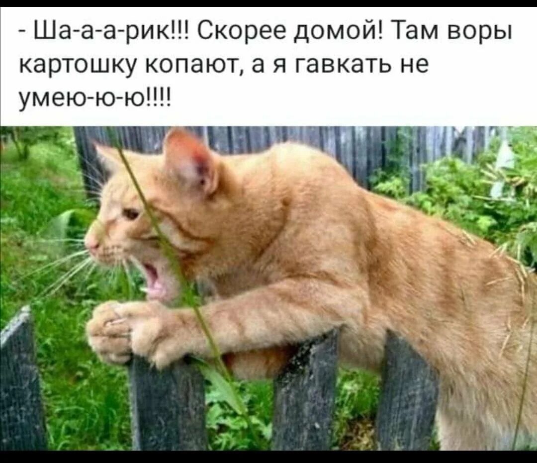 Скорее там. Приколы про кота Ваську. Рыжий кот Васька юмор. Кот пришел домой. Кот Васька приколы.