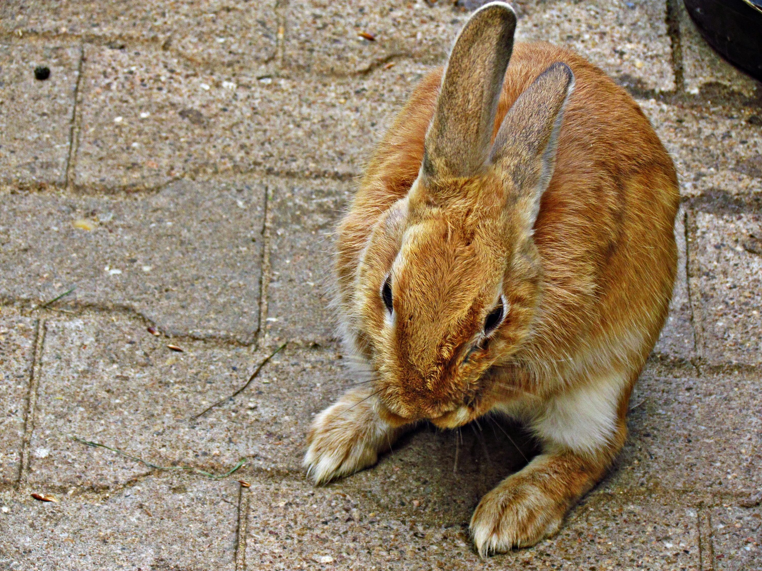 Хвост кролика. Хвостик кролика. Кроличий хвост. Коричневый заяц. Rabbits foot