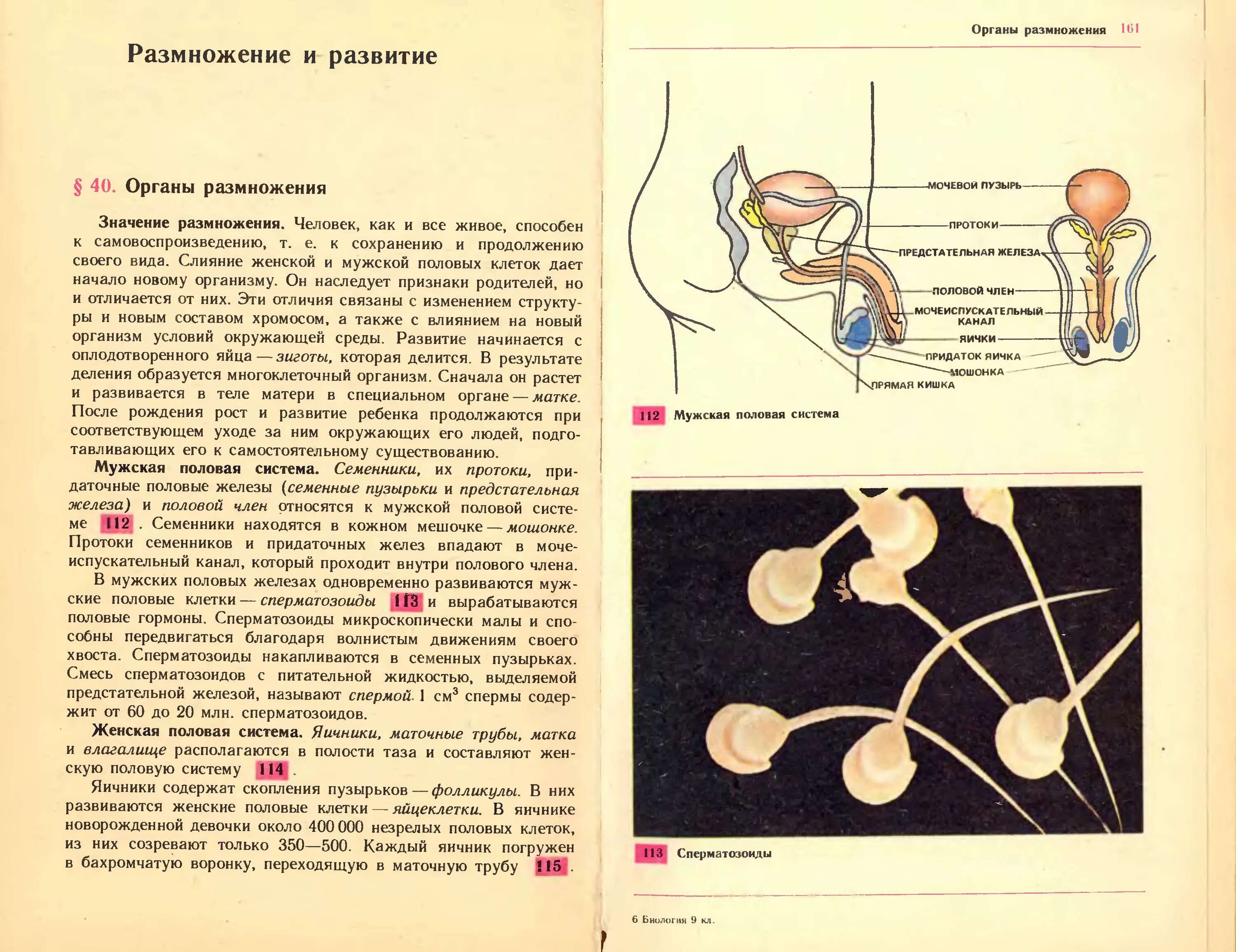 Найти мужской орган. Биология 9 класс Цузмер Петришина. Учебник биологии 9 класс Цузмер. Учебник по биологии Цузмер, Петришина 9 класс. Биология размножение человека.