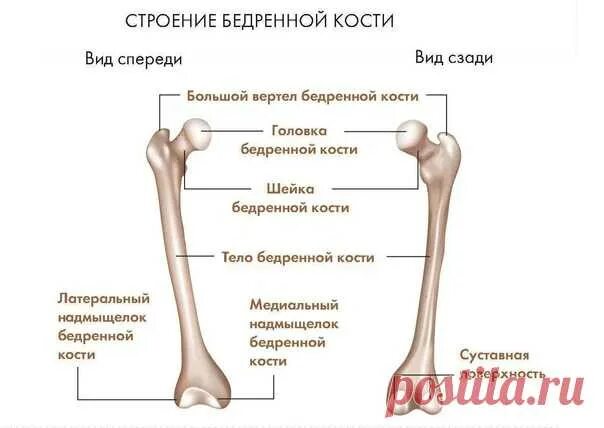 Строение бедренной кости. Интересные факты - m2s