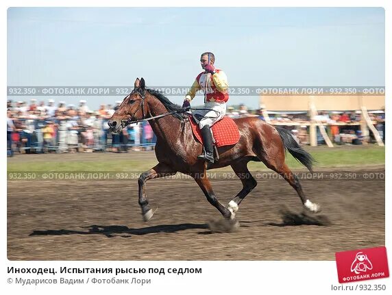 Бега рысью под седлом. Иноходец под седлом. Рысь под седлом конный спорт. Бега рысью под седлом байга.