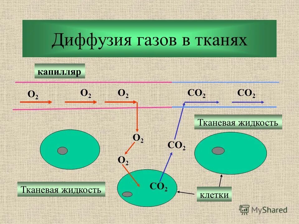 Диффузия в тканях. Газообмен в тканях диффузия. Дифузия газов в лёгких. Явление молекул диффузии. Диффузия в тканях.