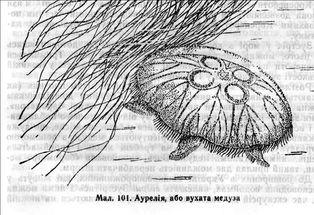 Тип симметрии бобра. Органы дыхания медузы Аурелии.