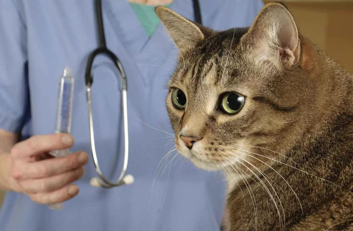 Ветеринар с кошкой. Терапия кошками. Кошка врач. Ветеринарная клиника коты. Болезнь ветеринара