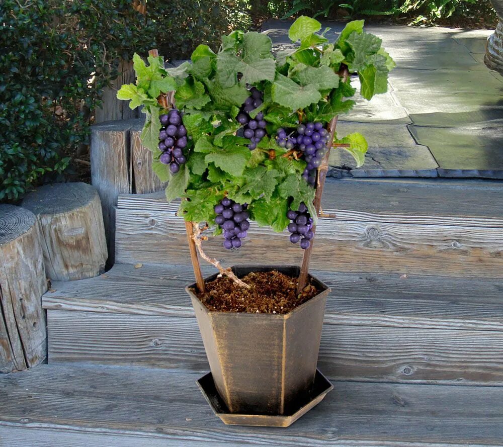 Как посадить виноград в домашних условиях. Сорт винограда Pixie grape. Виноград в горшке. Кашпо виноград.