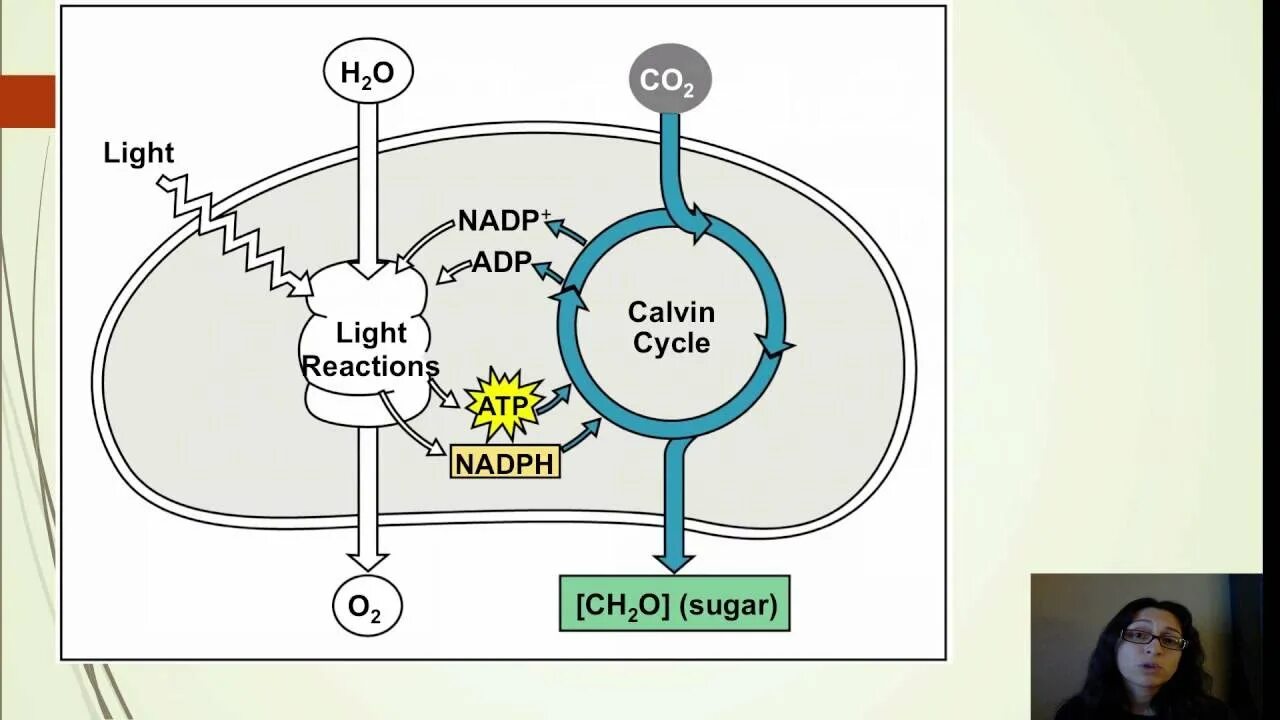 Цикл кальвина происходит в хлоропласта. Темновая фаза фотосинтеза цикл Кальвина. Цикл Кальвин. Цикл Кальвина регенерация. Цикл м Кальвина.