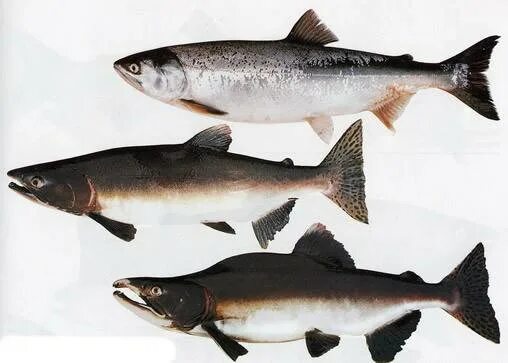 Семга самка. Лосось горбуша кета. pink salmon горбуша - oncorhynchus gorbuscha. горбуша кета форель чавыча. семга кета горбуша лосось форель.