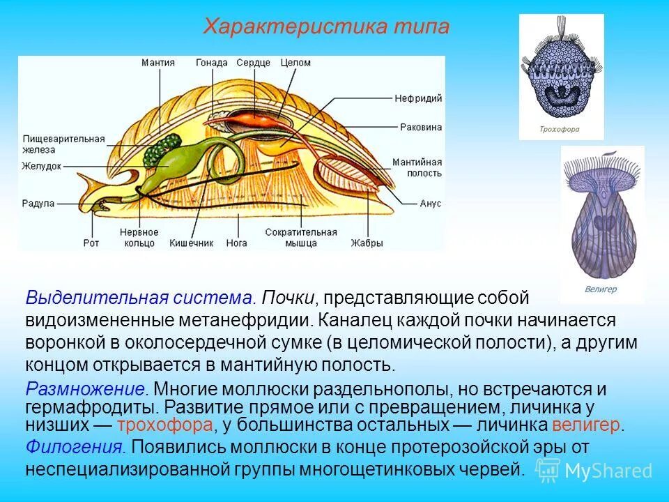 Какие органы дыхания характерны для наземных моллюсков. Тип выделительной системы моллюсков. Выделительная система система моллюсков. Класс двустворчатые моллюски выделительная система. Брюхоногие моллюски протонефридии.