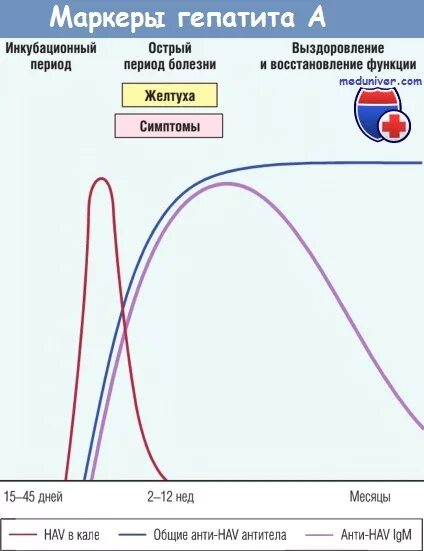 Острый гепатит маркеры. Маркеры гепатитов. Маркеры инкубационного периода гепатита в. Маркеры гепатита в график. Маркеры гепатита а в желтушном периоде.