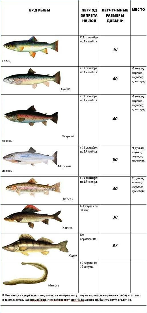 Какую рыбу можно ловить. Таблица размеров судака для вылова. Размер вылавливаемой рыбы. Размер пойманной рыбы. Промысловый размер рыбы.