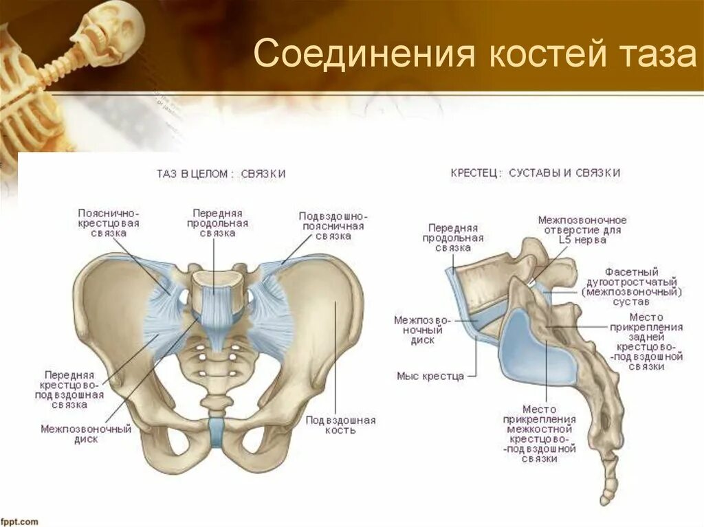 Крестцово подвздошный латынь. Крестцово подвздошный сустав связки анатомия. крестцово копчиковый сустав строение. анатомия костей таза и сочленений.