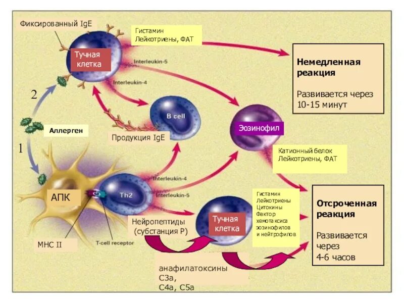 Тучные клетки гистамин. Механизм образования гистамина. Что такое гистамин в организме. Схема образования гистамина.