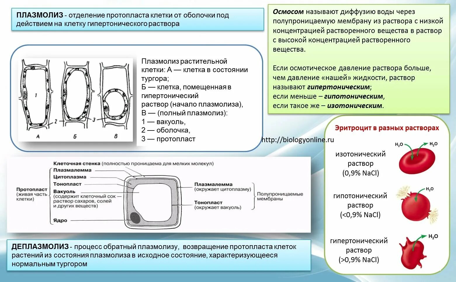 Плазмолиз раствор. Осмос гипотонический раствор. Осмотическое давление клеточного сока. Плазмолиз. Осмотическое давление в гипотоническом растворе.