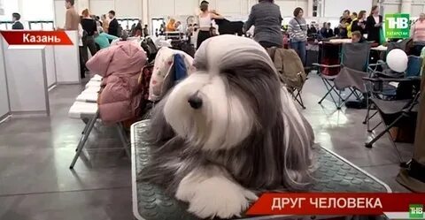 Выставка собак 29 сентября 2024 рязань