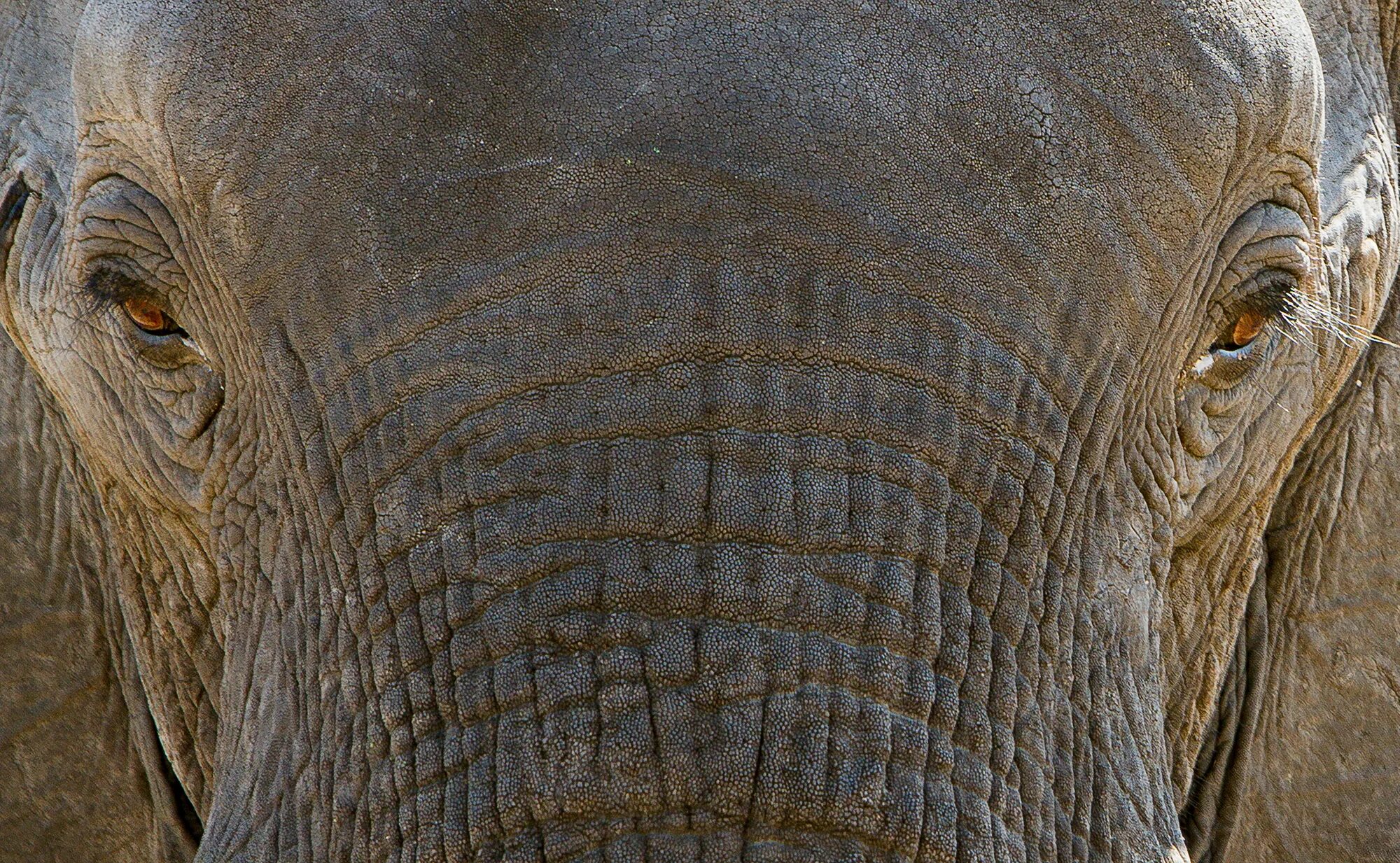 Какого цвета кожа слонов. Слон Макросъемка. Олифант слон. Поав слона. Elefant 50x50 mm.