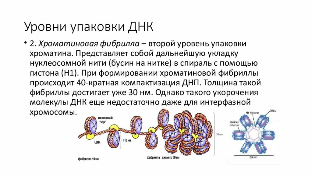 Уровни компактизации хроматина. Схема упаковки ДНК В хромосоме. Уровни компактизации хроматина таблица. Нуклеомерный уровень компактизации хроматина.