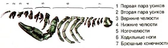 Сколько пар челюстей у ракообразных. Ногочелюсти это в биологии. У ракообразных 1 пара нижних конечностей. Число пар усиков у ракообразных. Усики речного рака