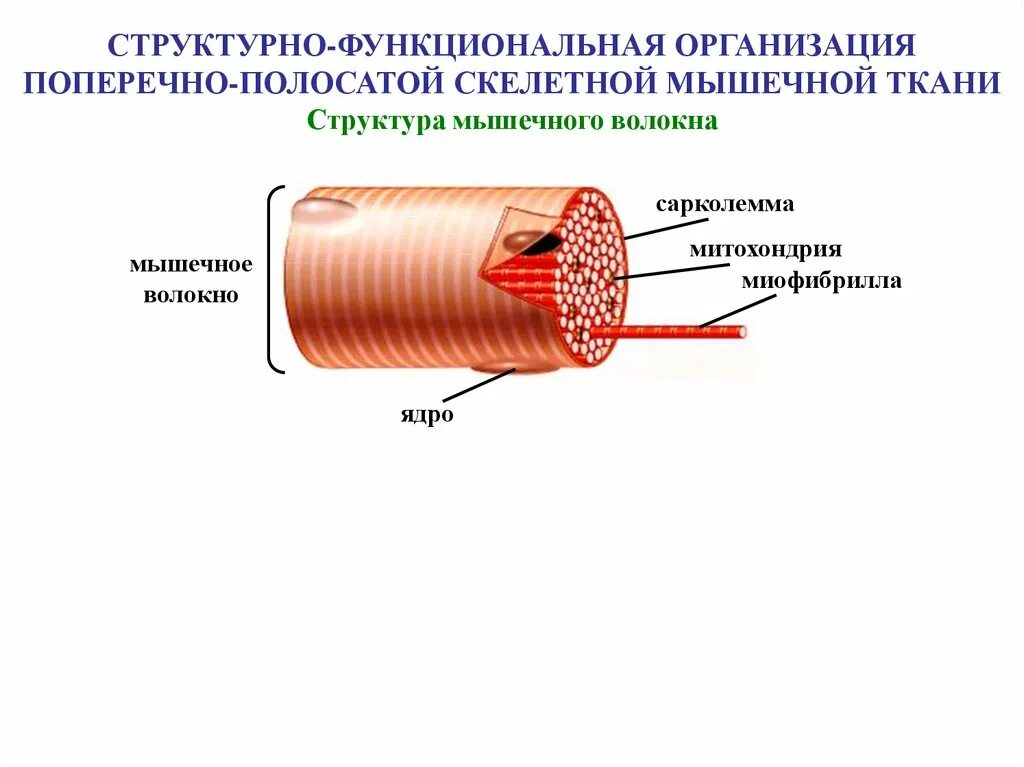 Изображение поперечно полосатой скелетной мышечной ткани. Поперечно полосатая Скелетная ткань строение. Строение мышечного волокна поперечно-полосатой мышечной ткани. Скелетная мышечная ткань строение. Строение поперечно полосатого мышечного волокна.