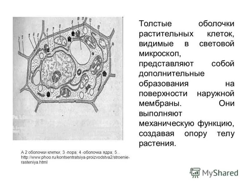 Какую клетку можно увидеть