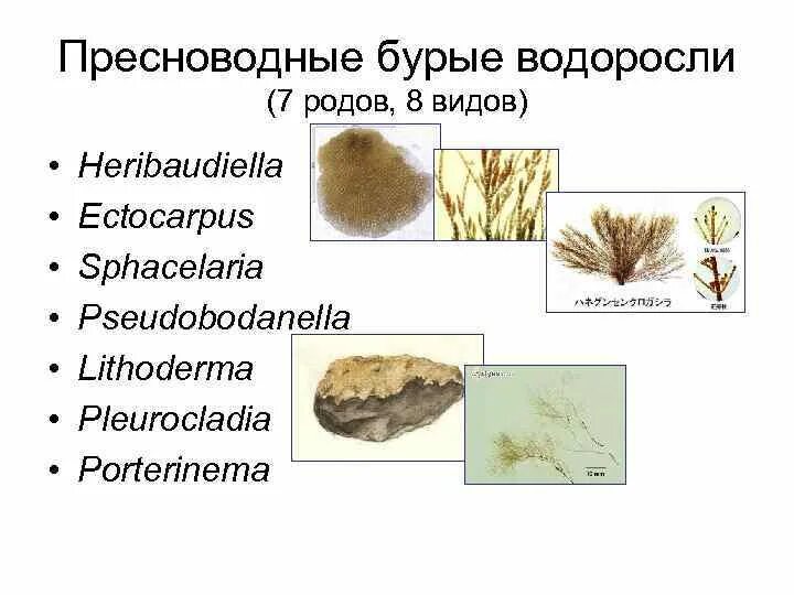 Пресноводные бурые водоросли. Бурые водоросли эктокарпус. Бациллариофициевые водоросли. Сфацелярия.