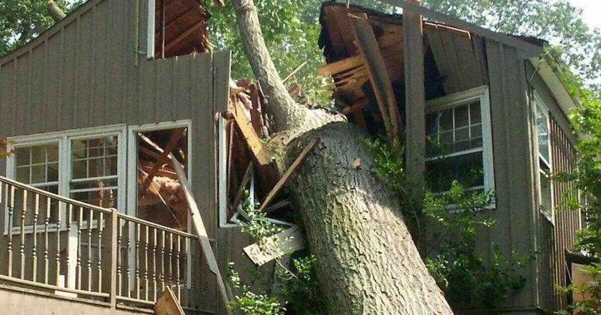 Цифра 4 недалеко от дома росло дерево. Дерево упало на дом. Дерево упало на частный дом. Дуб рядом с домом. Дуб на участке.